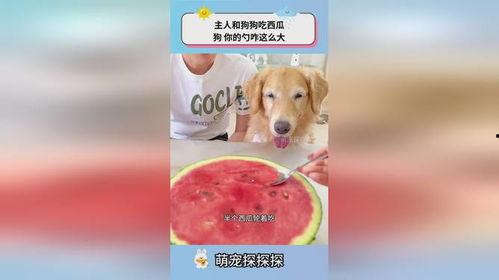 小狗也吃瓜,小狗也疯狂吃瓜记