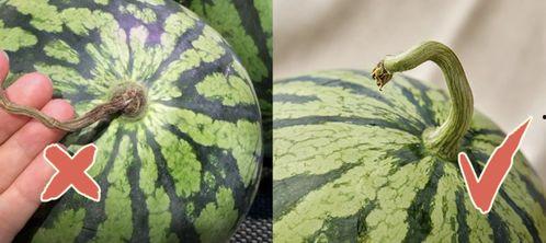 吃瓜香港五姐,娱乐圈幕后风云录