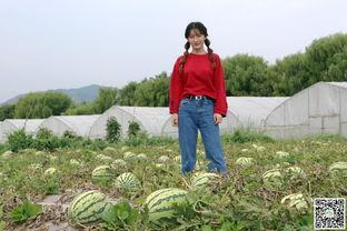 甘肃天水吃瓜新闻,一场别开生面的“吃瓜”新闻盛宴