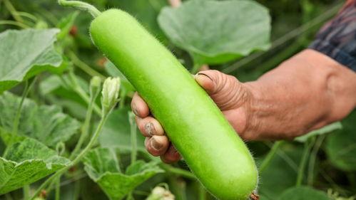 毒瓜怎么吃才好吃,毒瓜的神奇食用秘籍