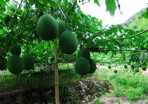 晚上吃吊瓜,品味秋日里的甜蜜诱惑