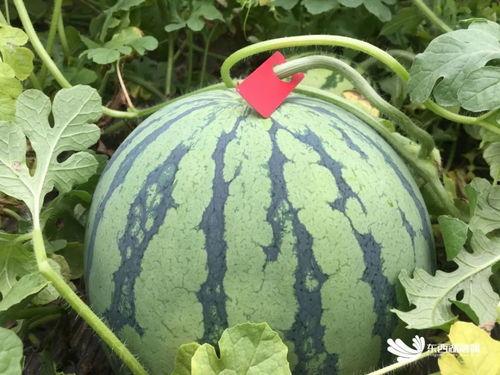 他人赏花如吃瓜,揭秘现代赏花新风尚