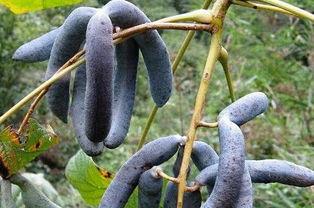 猫屎瓜咋吃,探索美味食用的秘诀