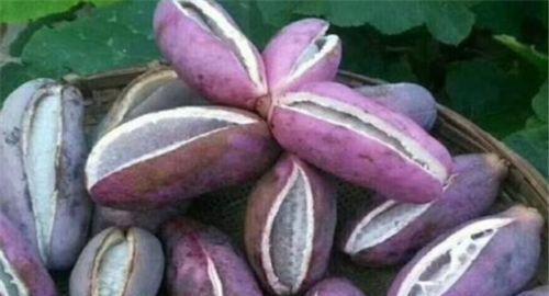 吃八月瓜有什么好处,滋养身心，健康生活新选择