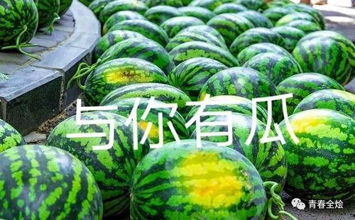 宁大学院吃瓜,揭秘校园风云背后的真相