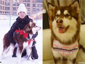 香香公主爱犬吃瓜