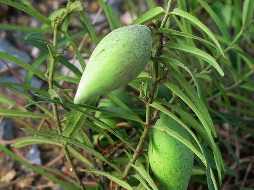 花梢瓜怎么吃,探索美味与营养的完美融合