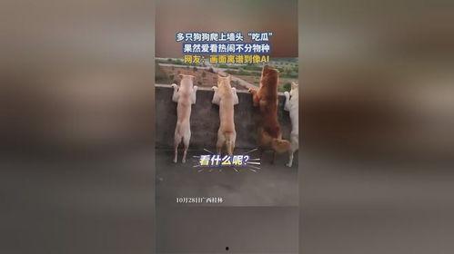 爬上墙头吃瓜,揭秘“爬墙吃瓜”背后的网络现象