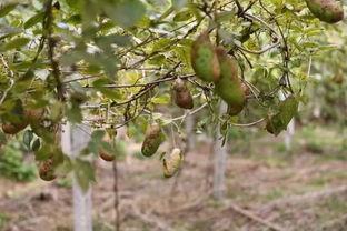 吃瓜吐籽八月瓜