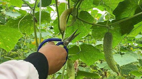 如何坐在南瓜头上吃瓜