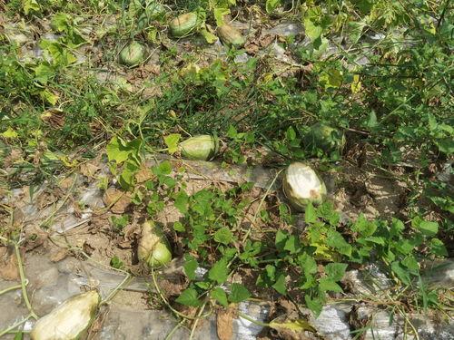 衡阳疫情情况吃瓜,吃瓜群众视角下的实时动态