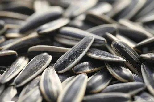 乐观的吃瓜,笑对人生百态