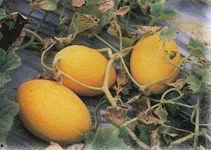 和田吃瓜热议,揭秘瓜农生活与乡村振兴新篇章