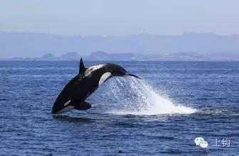 鲸吃瓜爱吃瓜什么意思呀,探寻鲸类独特饮食习惯的奥秘
