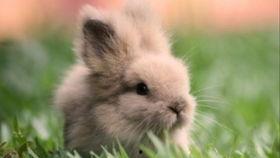 兔子吃葫芦瓜么