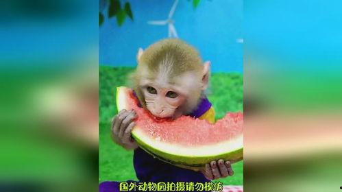 猴子吃瓜动漫,揭秘动漫中的趣味与智慧