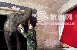 吃哈密瓜的大象,哈密瓜与巨兽的奇妙邂逅