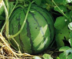 山东房产销售吃瓜,揭秘行业“吃瓜”背后的真相