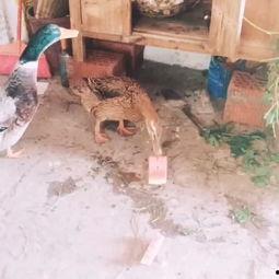 吃瓜欢乐鸭,揭秘娱乐圈幕后趣事