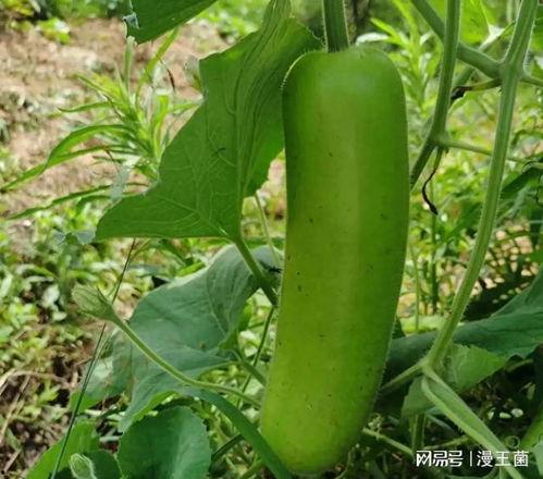 瓠子是什么瓜怎么吃,瓠子瓜的独特风味与多样食用方法揭秘